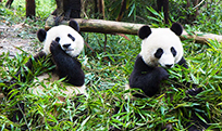 Süßer Panda, Chengdu