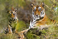 Jeep-Safari zum Besuch der Tiger, Indien