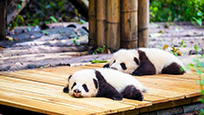 Besuch der Pandas in Chengdu